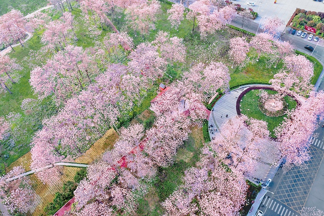 “焦桐”花开