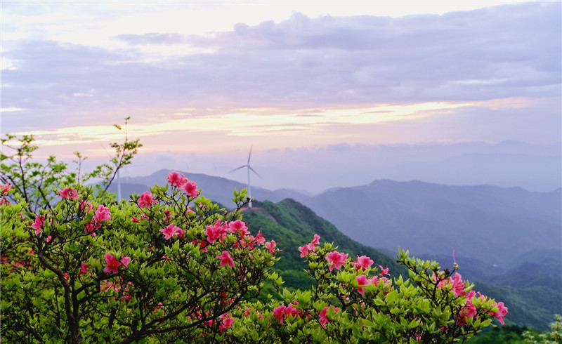 新县暮春大别山杜鹃花正艳