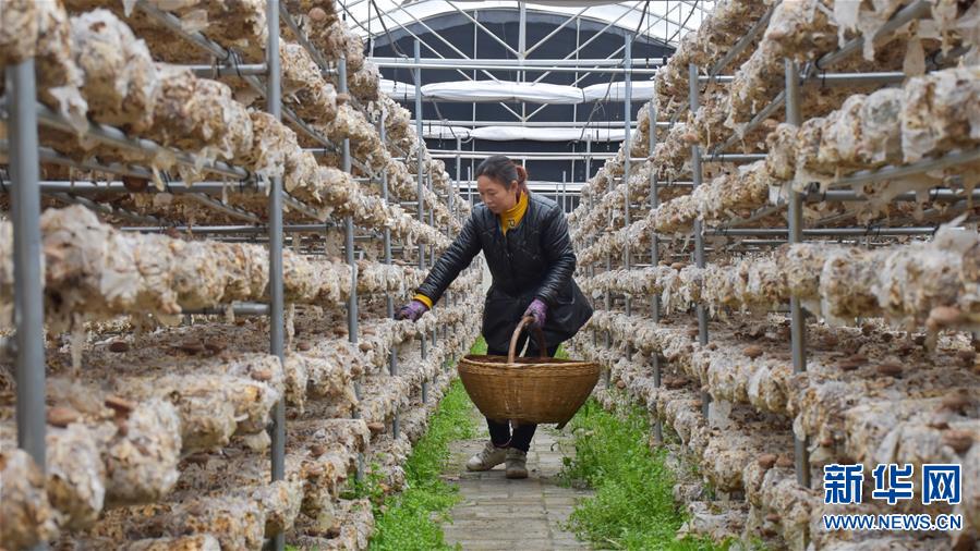 【图片新闻】香菇种植模式升级 助力卢氏脱贫摘帽
