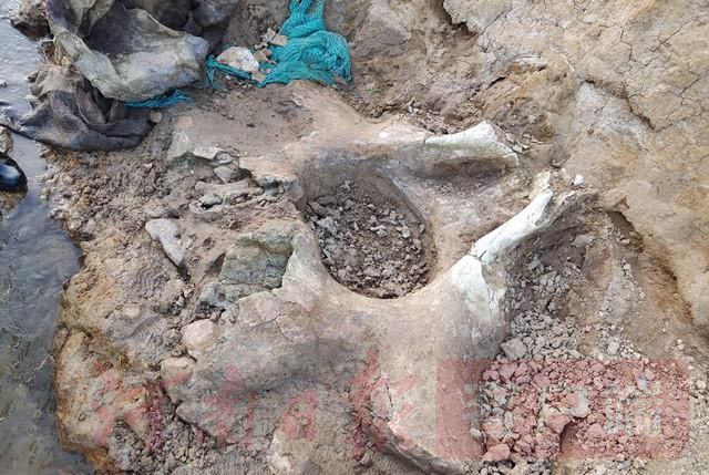 河南古代到底有大象吗？汝州市发现古象盆骨化石