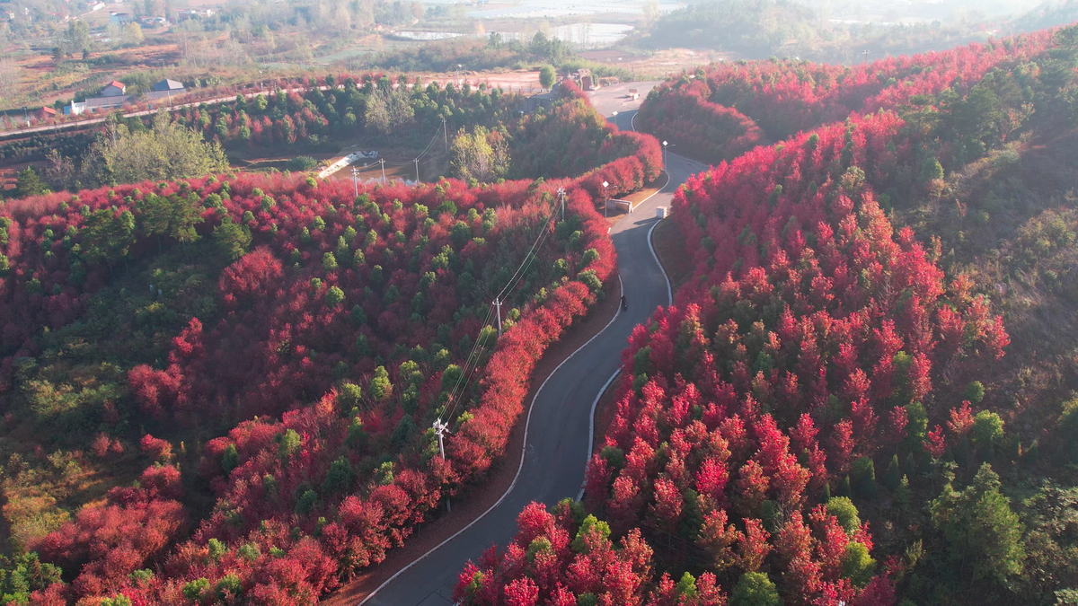 光州“枫”景