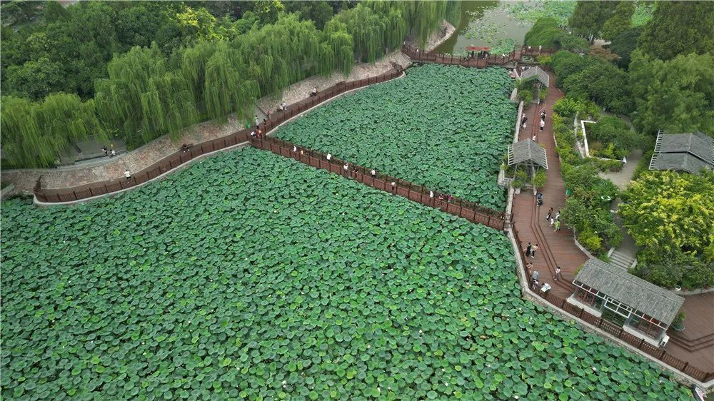 【行走河南·读懂中国】别错过这一抹荷塘秋色