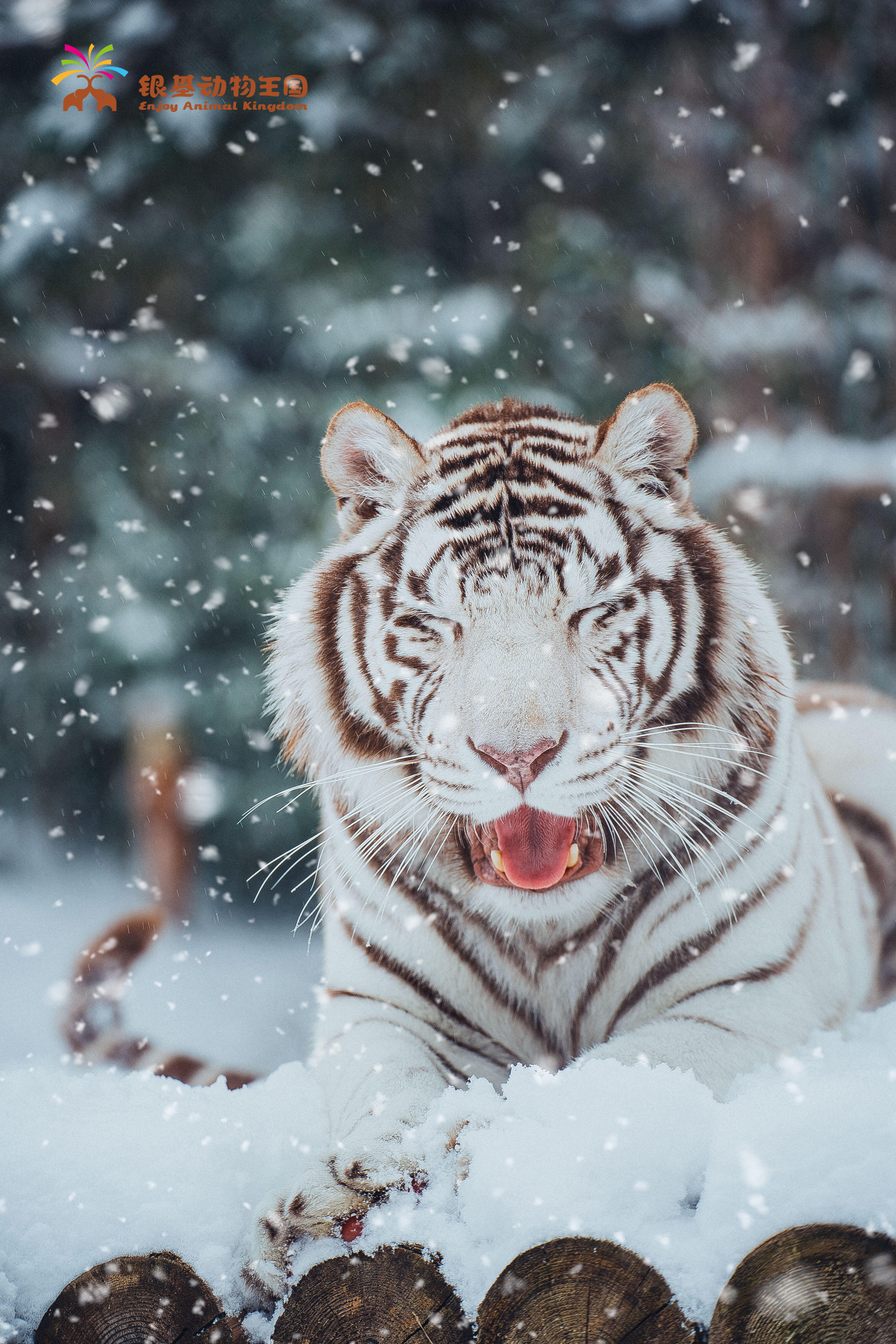 东北虎图片雪景图片