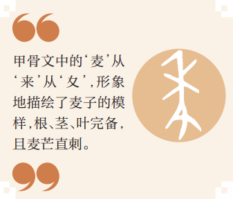 了不起的甲骨文丨“来”自甲骨文的“麦子”熟了