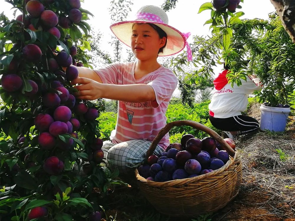 南阳市淅川县：杏李丰收甜似蜜