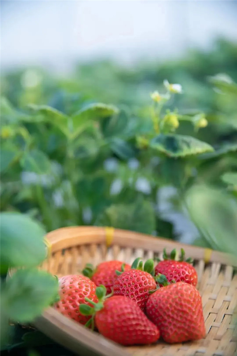 中牟冬季旅游线路带你感受幻乐之城独特魅力