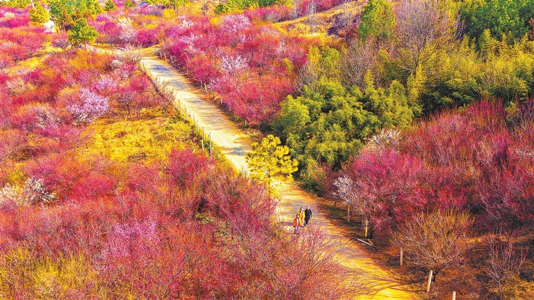 Plum blossoms mark the arrival of spring in Henan