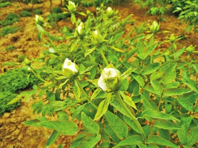 牡丹花儿渐盛开，郑州何处觅芬芳？<br>植物园、人民公园牡丹可尽情观赏