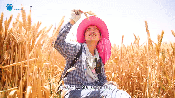 听，风吹麦浪！看，中原大地颗粒归仓！