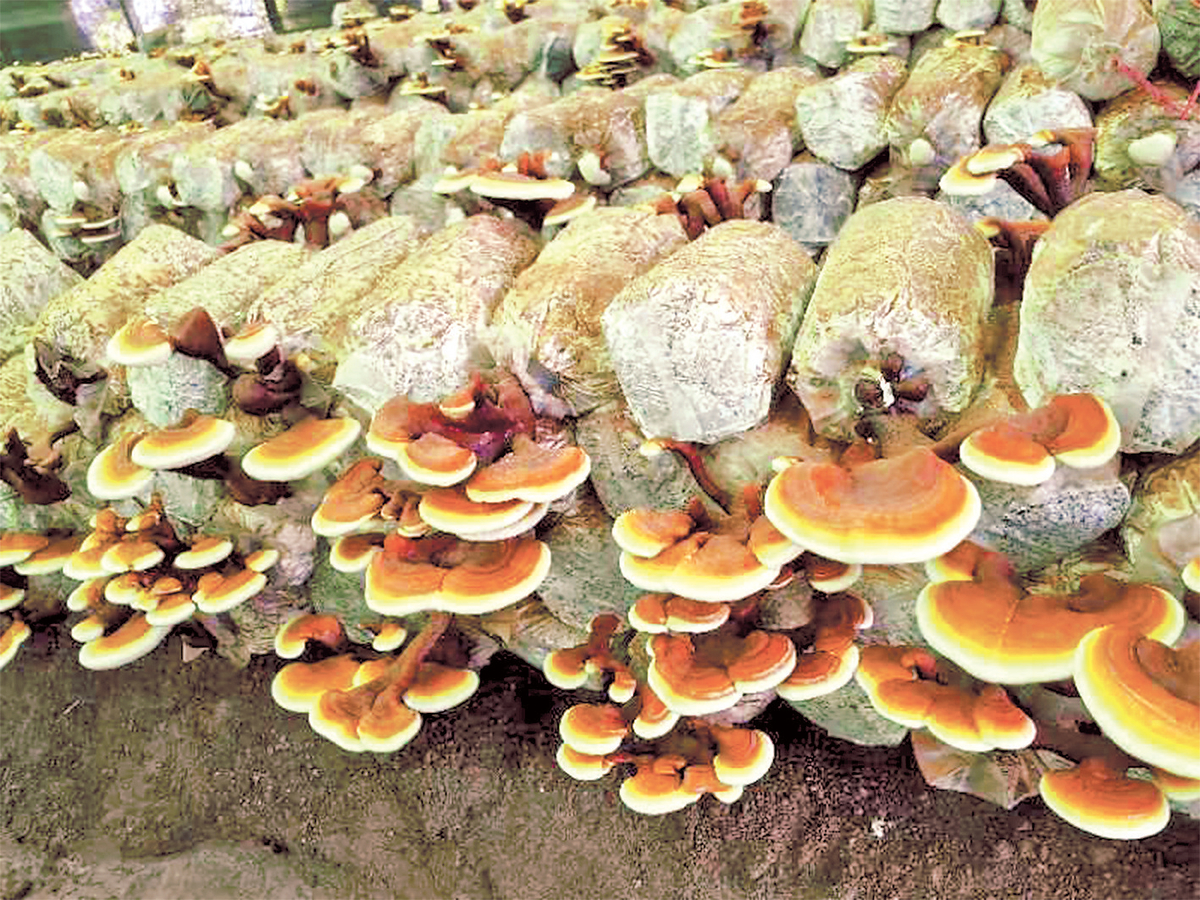 首个药用真菌新品种诞生 首家省级食用菌研究所成立<br>河南“菌”团迎来两个第一