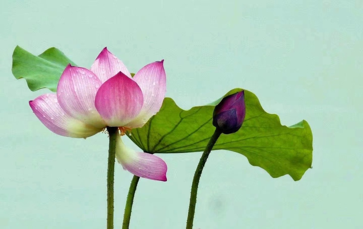 鹿邑：雨后荷花别样红