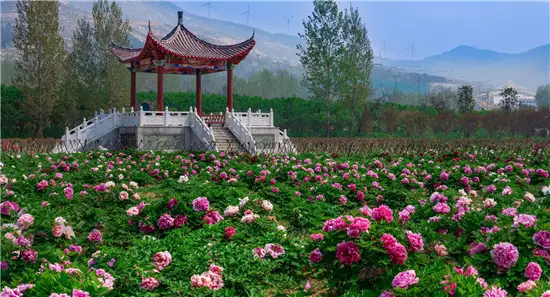 【行走河南·读懂中国】花开谷雨 来老家河南赴一场牡丹之约