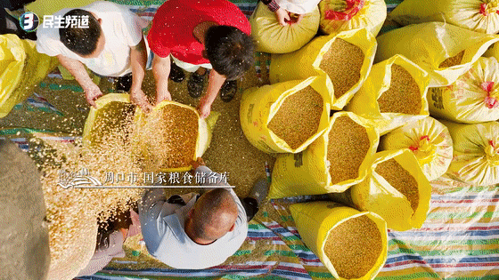 听，风吹麦浪！看，中原大地颗粒归仓！