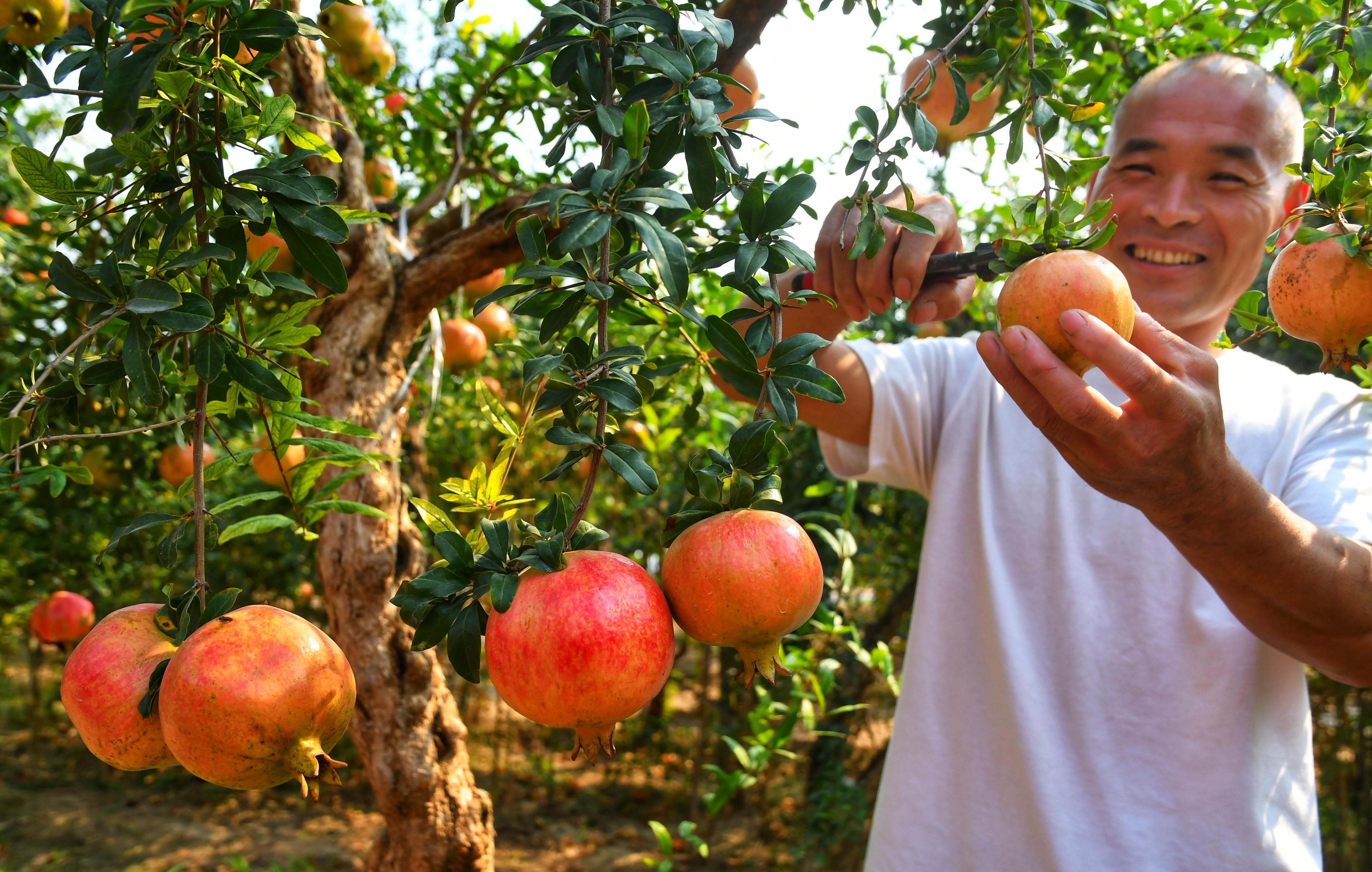 Heyin county's pomegranates: thin-skinned, juicy, and seedless ②