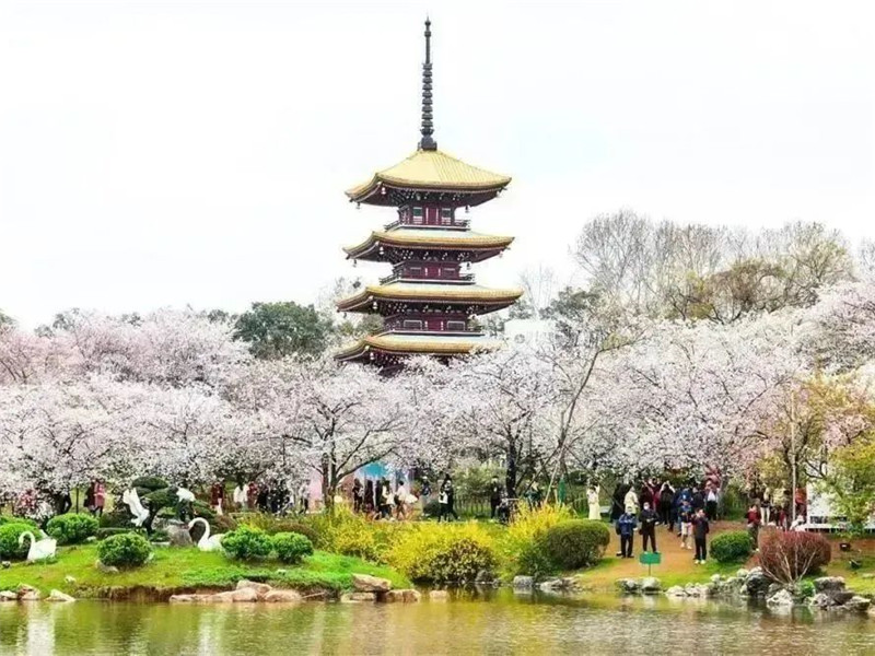 赴一场春天的约会 “向花而行”正当时