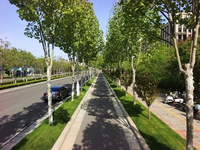 绿满港区 画卷这样绘