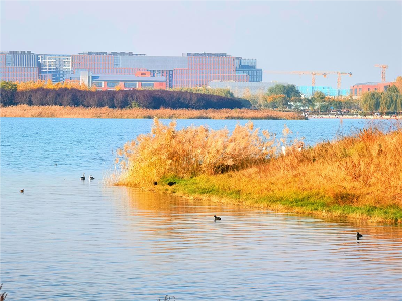 郑州在龙湖湿地公园邂逅冬日胜景