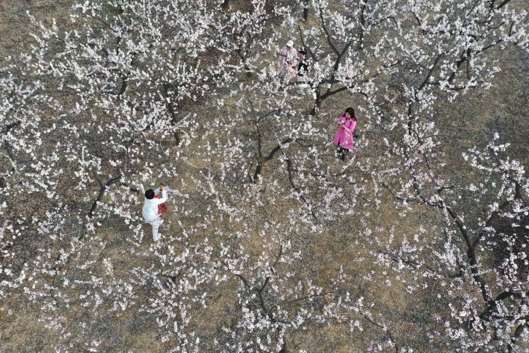 行走河南·读懂中国 | 宝丰：杏花绽放满目春
