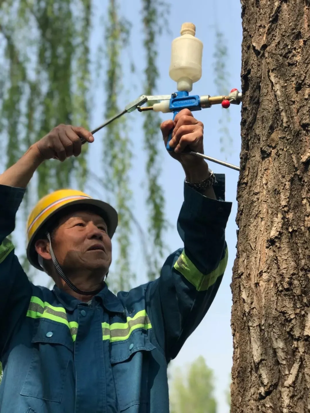 省林业局发布杨柳飞絮治理措施