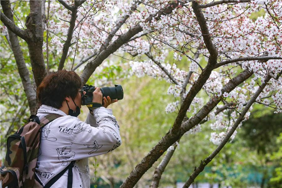 行走河南·读懂中国丨郑州：春花烂漫 赏花正当时