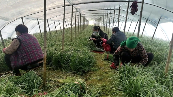商丘市柘城县积极做好春节期间农产品质量安全监管工作