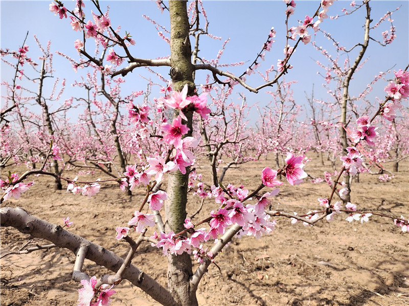 滑县：春风带信 桃花有约