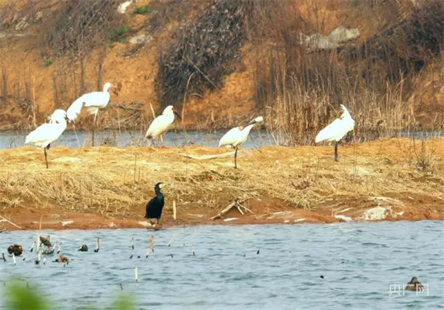 世界环境日｜从到访丹江湿地的鸟中“国宝” 见证水源地生态环境的稳中向好