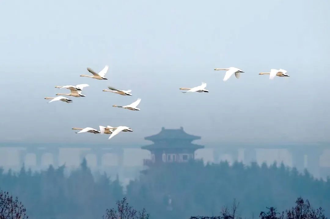 天气渐暖，我市大天鹅已陆续开启北迁之旅
