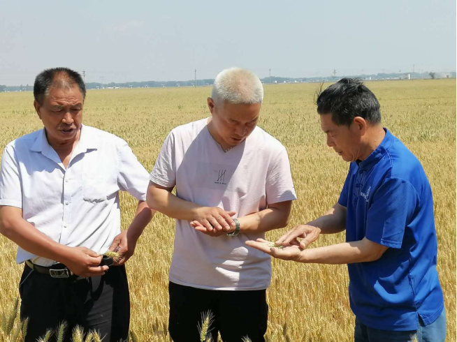 安阳市审计局驻村干部关注粮食生产安全扎实做好驻村工作