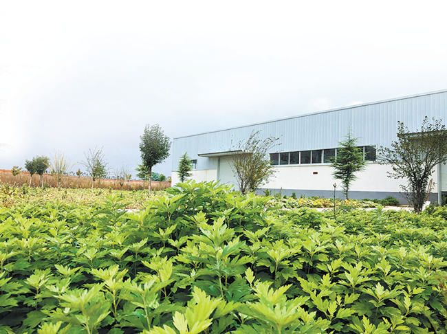 小艾草何以“迎风成长”——疫情防控之下看药材② 