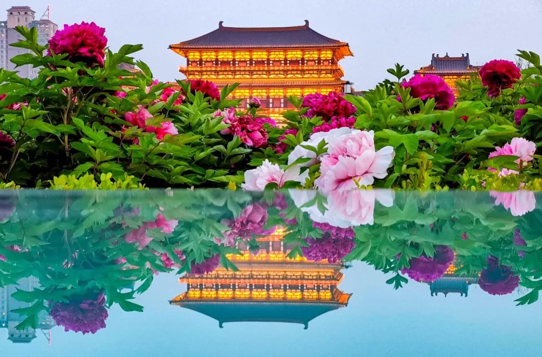 【行走河南·读懂中国】外交部发言人赵立坚盛赞洛阳牡丹