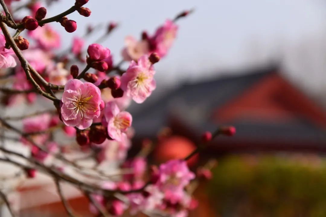 行走河南·读懂中国丨不负春约 来鸡冠洞探春寻花赏溶洞
