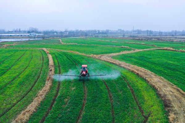 Farmers Busy in Wheat Fields in Xinyang