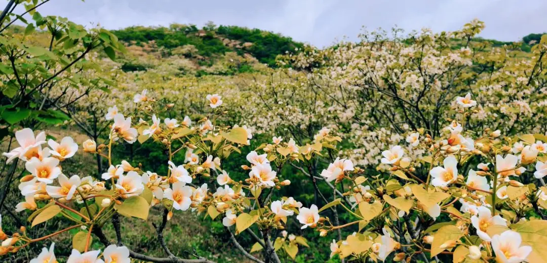 方城万亩油桐花开