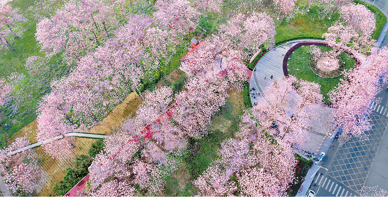 兰考县焦桐广场上泡桐花开，花香拂面