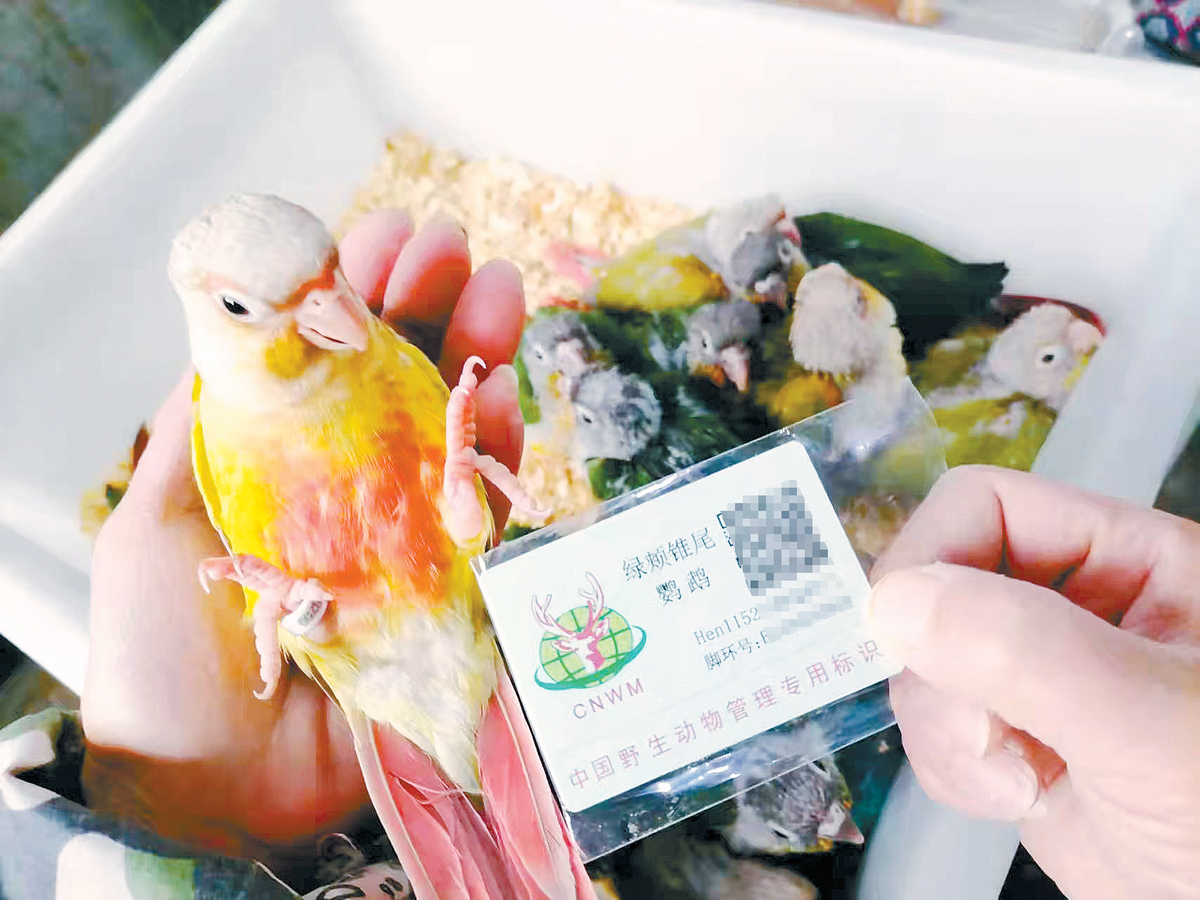养殖鹦鹉不再违法，河南超150万只鹦鹉有了合法身份 领到“身份证”的鹦鹉，可以上市啦