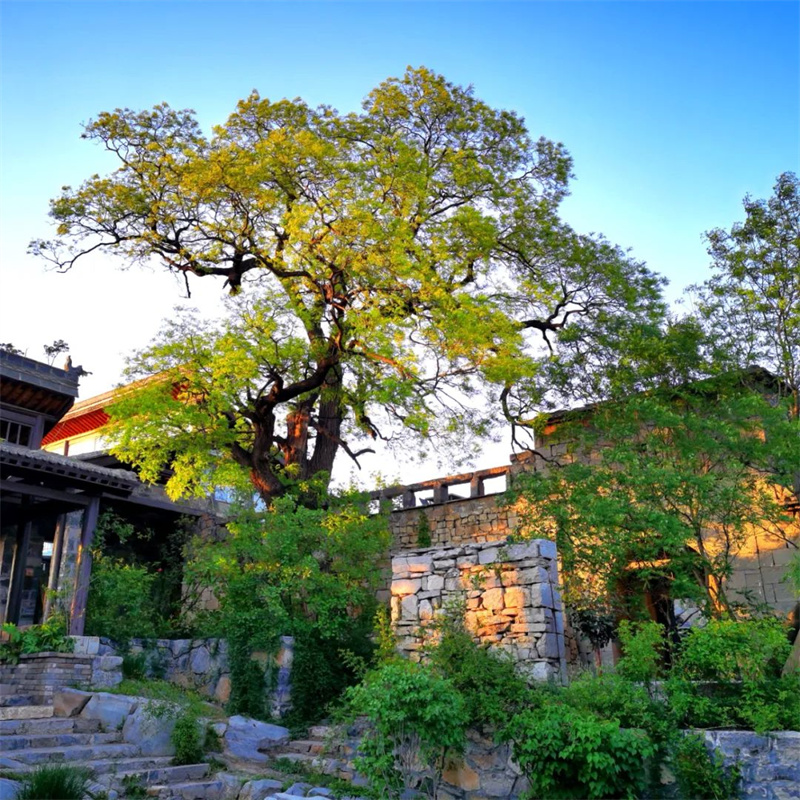 焦作：云上院子荣获第一届印迹乡村创意设计大赛一等奖