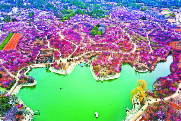 Plum Blossoms Enter Prime Season in Nanyang