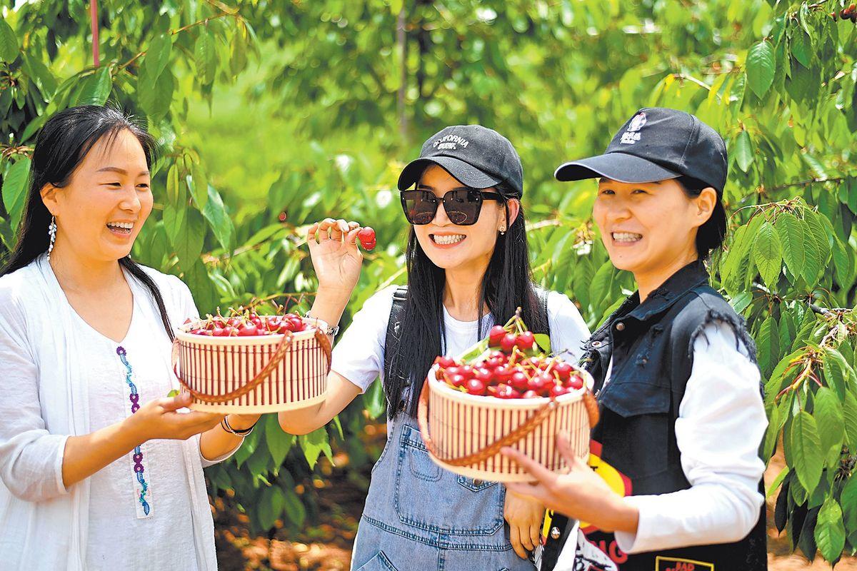 Cherry Industry increases Farmers' Income