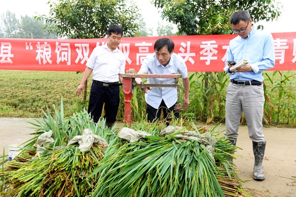 1000余亩优质稻口粮迎来测产验收 河南农业大学技术服务“双优双高”试验示范田