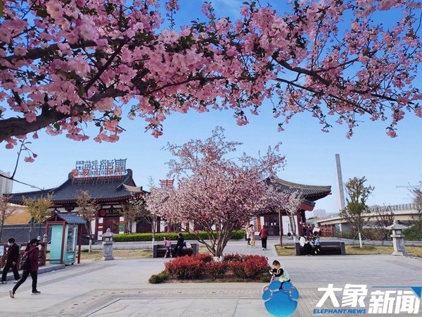 【行走河南·读懂中国】洛阳再现“瀍壑朱樱”千古胜景
