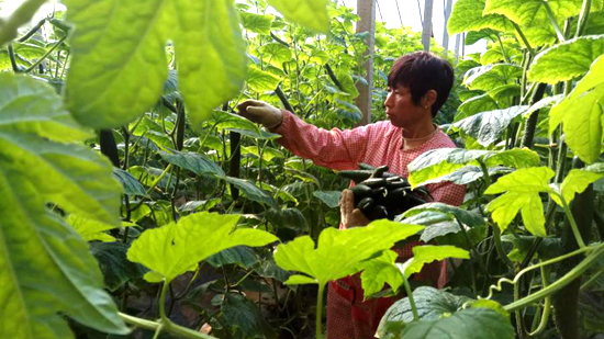 【蔬菜】内黄县自强果蔬种植专业合作社：齐心协力谋发展  凝心聚力为脱贫