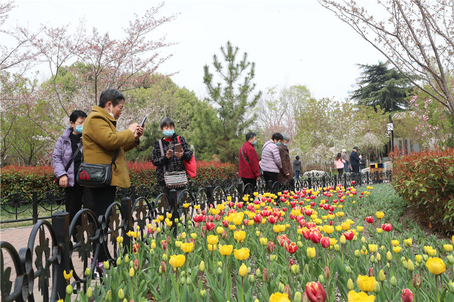 行走河南·读懂中国丨郑州：春花烂漫 赏花正当时