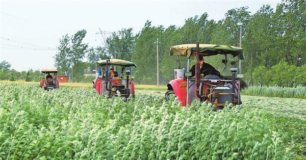 Busy harvesting mugwort leaves