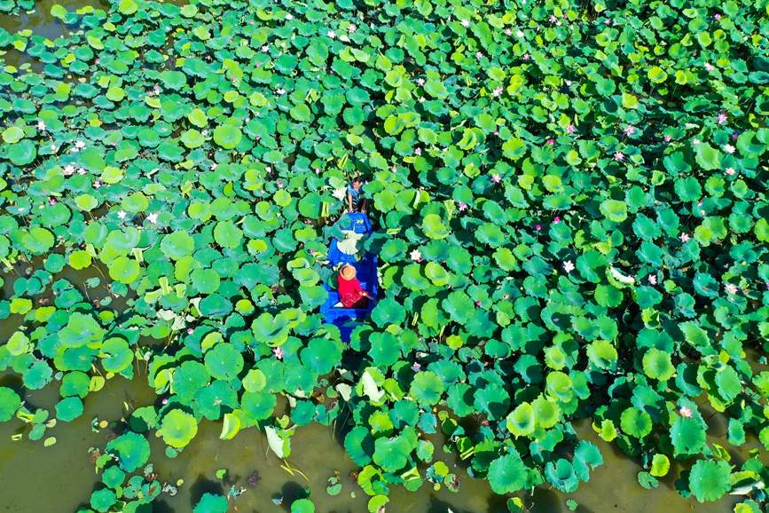河南光山：盛夏采莲忙-中华网河南