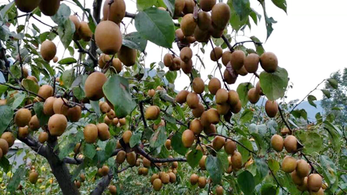 【林果】洛阳深山生物科技有限公司：互利共赢脱贫路