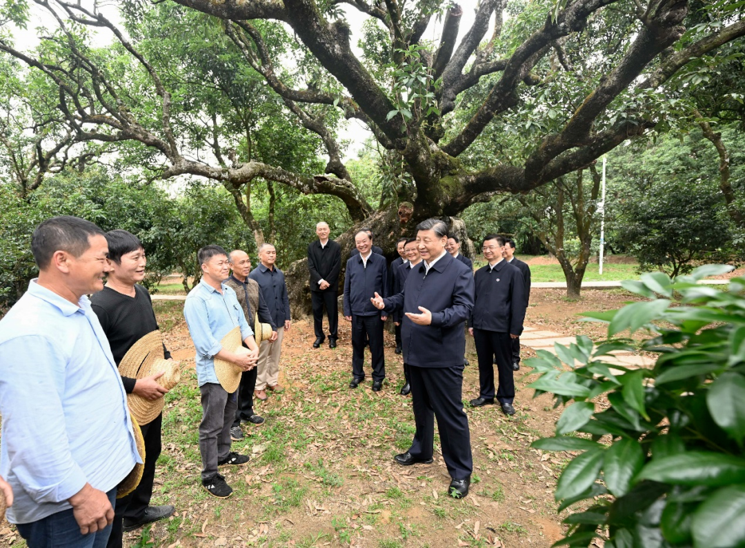 习近平在茂名市考察调研