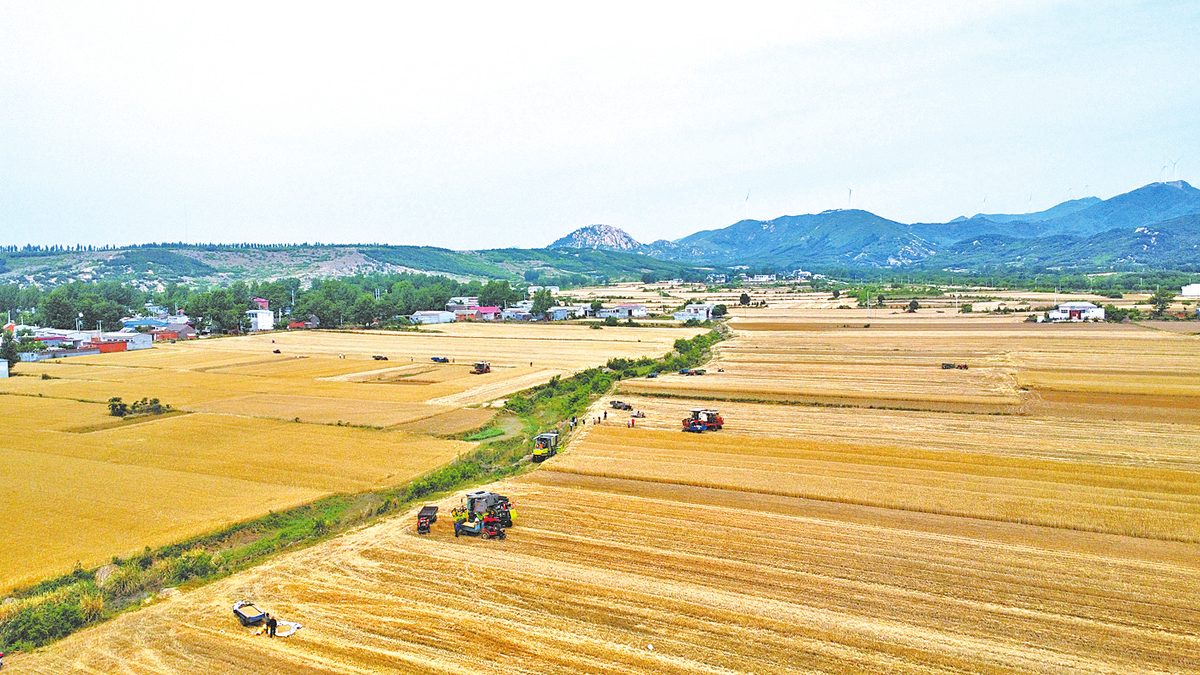  5月18日，驻马店市驿城区小麦相继开镰收割。大河报·豫视频记者 李钊 通讯员 米山 摄影