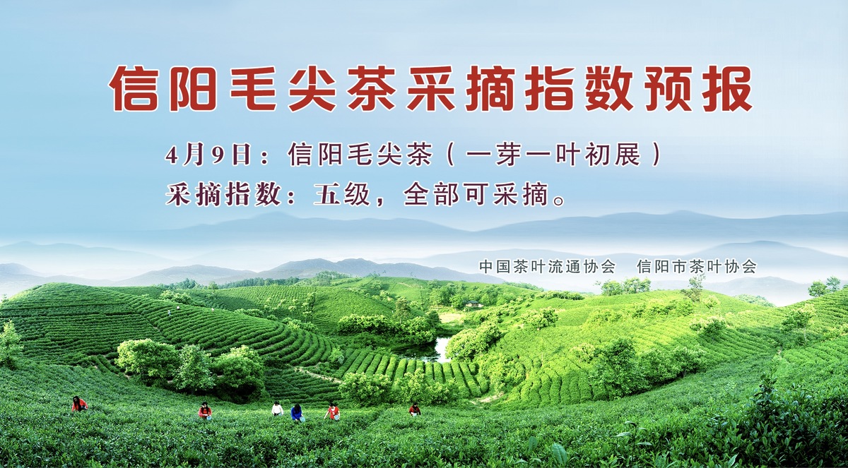 信阳毛尖茶采摘指数预报 信阳毛尖茶采摘指数预报