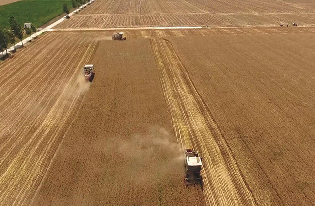 現代農機“展雄風” 確保小麥“顆粒歸倉”